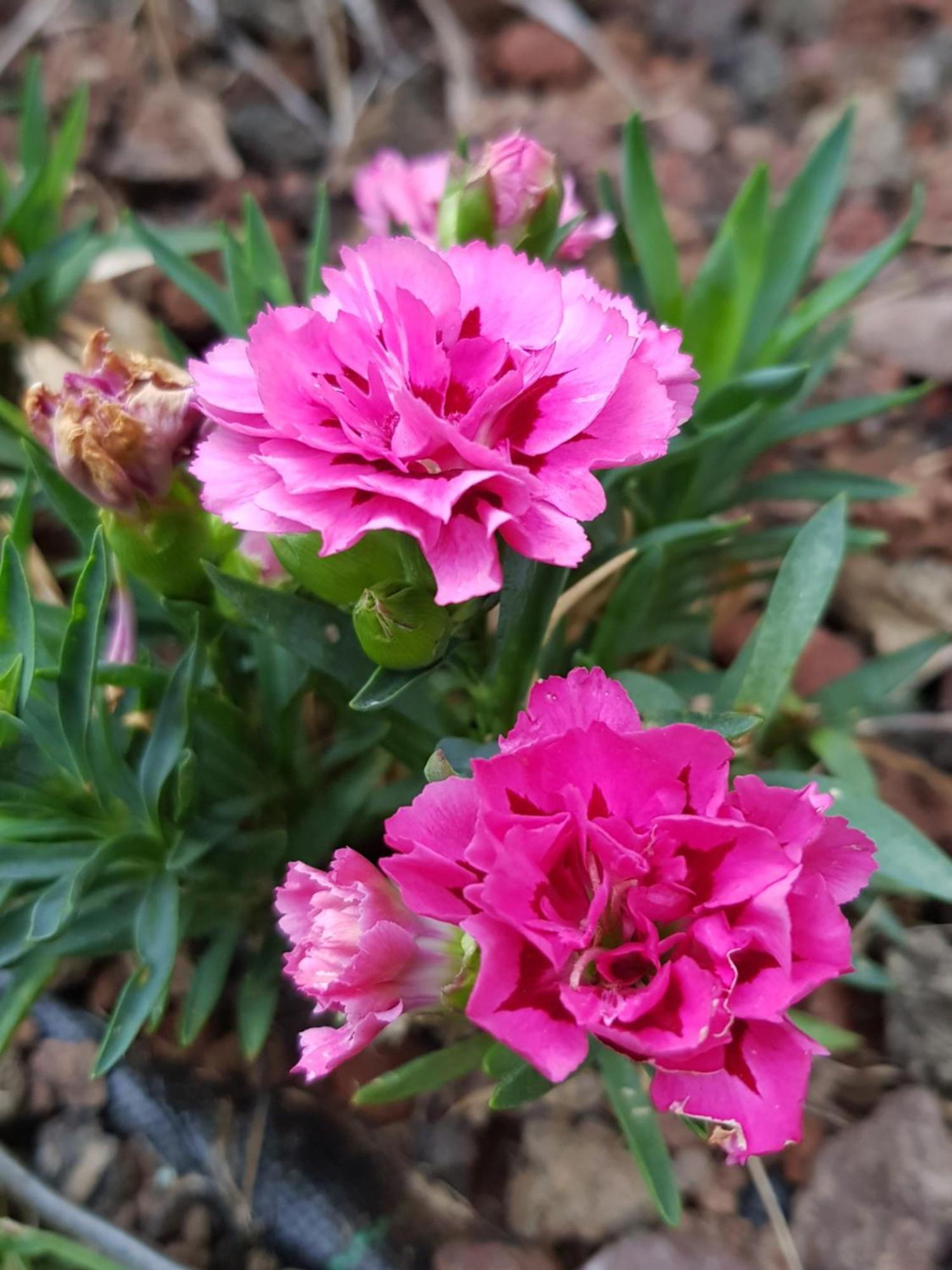 Vila Nel Giardino Di Dafne Stresa Exteriér fotografie